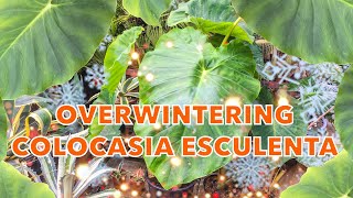 Overwintering Colocasia esculenta  Winter Care for Elephant Ears [upl. by Cohleen]