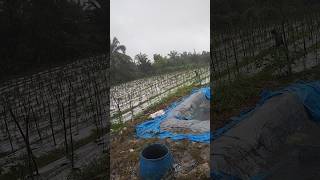 Awal tanam cabe musim penghujanfarming cabemerah shortsfeed [upl. by Akzseinga134]