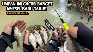 COBAIN UMPAN BARU LANGSUNG COCOK AMIS GOLD  Mancing wader dan melem teknik kumbul di banyak spot [upl. by Elylrac]