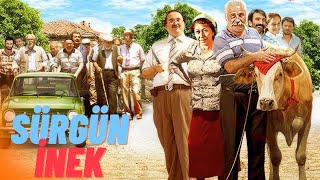 Sürgün İnek Türk Filmi  FULL HD  FIRAT TANIŞ [upl. by Aciret]