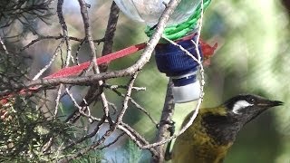 How to Make Nectar Feeder for Honeyeater Birds ◔◔ ✿ [upl. by Htabazile]