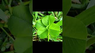 CLOVER photo collection 87 Fiveleaf cloverButterfly with one small leaf growing in the center [upl. by Osy]