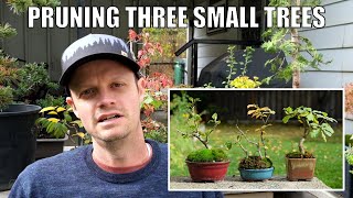 Pruning my Small Elm Oak Quince and Sedum Bonsai Trees [upl. by Gnilsia]