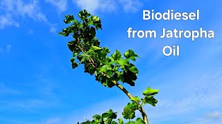 Biodiesel from Jatropha Oil [upl. by Lipcombe542]