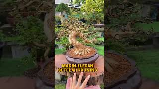 Makin elegan setelah pruning bonsai bonsaiideas bonsaiart bonsaiplant bonsaitree indoorplants [upl. by Guglielma]