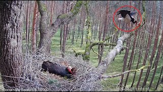 Black Storks Bolewice Forest District Poland ALIEN STORK❗ 20240407 [upl. by Aelahs]