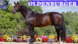 TOP Beautiful Oldenburg Horse in the World [upl. by Oakley442]