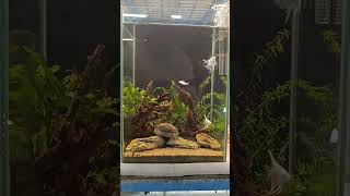 Natural planted minimalist Aquariums Streams and Pebbles Aquarists [upl. by Aniham380]