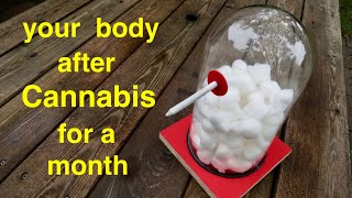 Your Body ● After Smoking Cannabis for a Month [upl. by Umberto906]