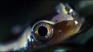 The Unusual African Lungfish Battles a Stork  Nile  BBC Earth [upl. by Job]