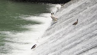 1130712 The blackcrowned nightheron catching fish at ChuTsu Dam [upl. by Ekal460]