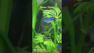 Neon Tetra breeding Time [upl. by Gwendolen]