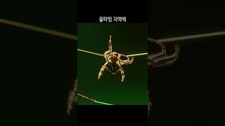 절지동물  14 다윈 나무껍질 거미Darwins bark spider [upl. by Letnohs289]