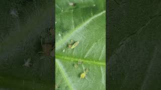 Predator Syrphid fly maggot predating on its prey Aphids insects agriculture insectinsights [upl. by Boyt485]