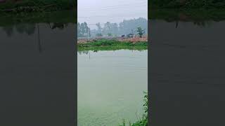 pond water Bloom problem shortsvideo freshwaterfish fishpond fishfarming [upl. by Marci]