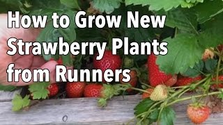 Growing Strawberries How to Grow New Strawberry Plants from Runners [upl. by Virgel]