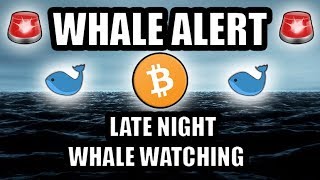 Whale Alert 🚨 Late Night Whale Watching 🐋 BitcoinCryptocurrency PerspectiveASMR [upl. by Cirtap]