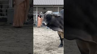 Most Expensive Bull 2024 Demand 15 M Grey Brahman Bull from JD Hudgins Now at Sadeeq Agro [upl. by Zetnas]