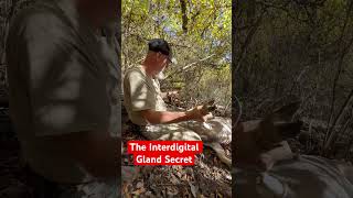 Interdigital gland secret whitetailbucks hunting deerhunting wildlife bowhunting deer [upl. by Gianna899]