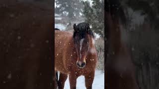 Every Effort After Being Rescued rescuehorse horsehelp animals horse sterling [upl. by Gilles]