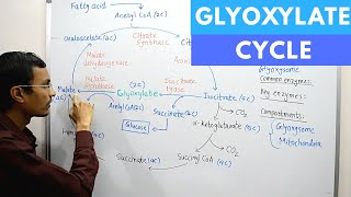 Glyoxylate Cycle [upl. by Georgina]