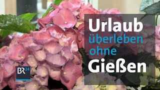 Blumen über den Urlaub bewässern Vier Methoden im Test  Life Hack  Abendschau  BR24 [upl. by Yud687]