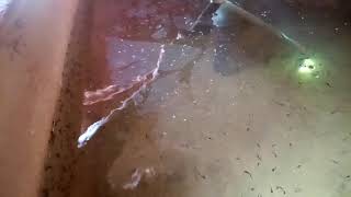 HOW TO SIPHON YOUR FISH POND AFTER A FISH HATCHERY [upl. by Nottage]