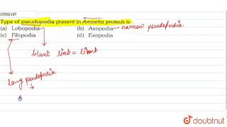 Type of pseudopodia present in Amoeba proteus is [upl. by Lane924]