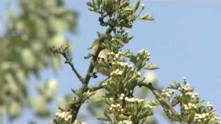 Iberian Chiffchaff Song [upl. by Leggett]