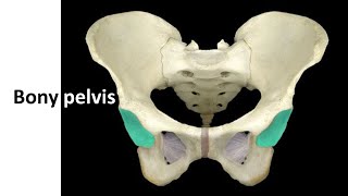 Bony pelvis with clinical correlation Prof Dr Md Ashfaqur Rahman [upl. by Plath556]