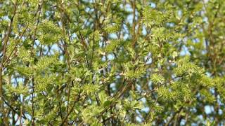 Saule en fleurs femelles SalixSalicaceae [upl. by Wolenik]