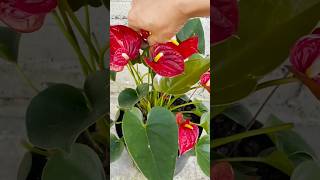 Easy way to progate Anthurium plantsgardeningindoorplantsplantloverbalconygardenshots [upl. by Sinai]