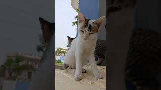 please subscribe 1millionviews catvideos subscribe support [upl. by Grier]