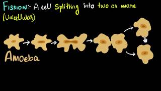 Fission binary amp multiple with examples  How do organisms reproduce  Biology  Khan Academy [upl. by Aliakam456]