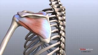 Shoulder Anatomy Animated Tutorial [upl. by Jonette]