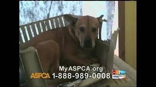 ASPCA TV Commercial Silent Night with Kim Rhodes Commercial 2012 [upl. by Jaine356]