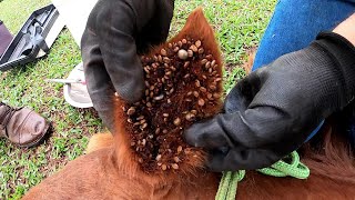 Assustei com a ORELHA desse Cavalo  infestação Carrapato [upl. by Asyen]