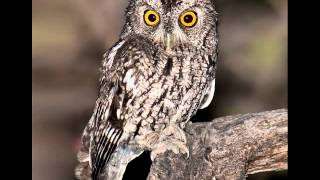 36 Screech Owl Whiskered Male telegraphic trill [upl. by Dent]