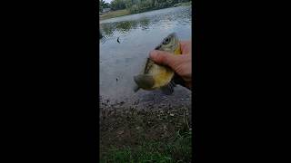 92124 lil bluegill caught with float and 🪱 [upl. by Yancy]