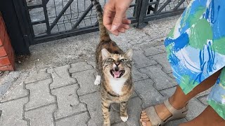 The reaction of a stray cat you feed every day when it sees you is worth everything [upl. by Nellek]