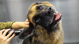 A love story between a German Shepherd and a blow dryer [upl. by Tibold507]