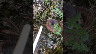 A little perspective cottonmouth strike nature wildlifecritters wildlife nature [upl. by Vance]