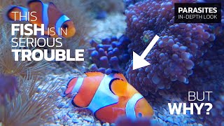 How to Recognize amp Treat CLOWNFISH DISEASE • Brooklynella hostilis [upl. by Archambault]