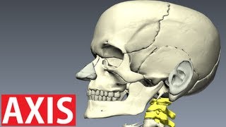 Axis Anatomy  Vertebral Column Anatomy  Neck Anatomy [upl. by Cahan]