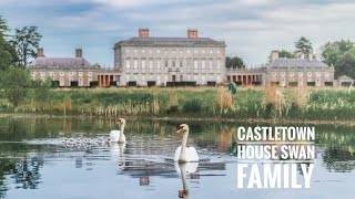 Castletown House Swan Family 2024 [upl. by Shreeves]