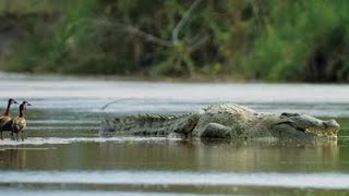 Gustave The Nile Crocodile Scenepack  4K  HD  With CC [upl. by Gintz]