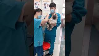 Dramatic pug screams like a human during manicure [upl. by Hiamerej328]