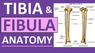 Tibia and Fibula Anatomy of Leg Bones  Anatomy amp Physiology [upl. by Fernanda174]