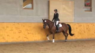 Pferdeauktion  Horse Auction Trakehner Stute von Sir Chamberlain [upl. by Damon]