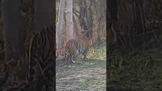 A very close pilibhit tiger reserve wildlife wairalshorts roar subscribe amp like [upl. by Katzir]